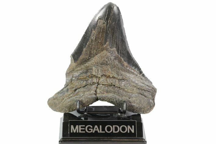 Bargain, Fossil Megalodon Tooth - Huge Tooth #101483